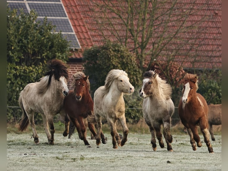 Icelandic Horse Stallion 2 years 13,2 hh Palomino in Südlohn