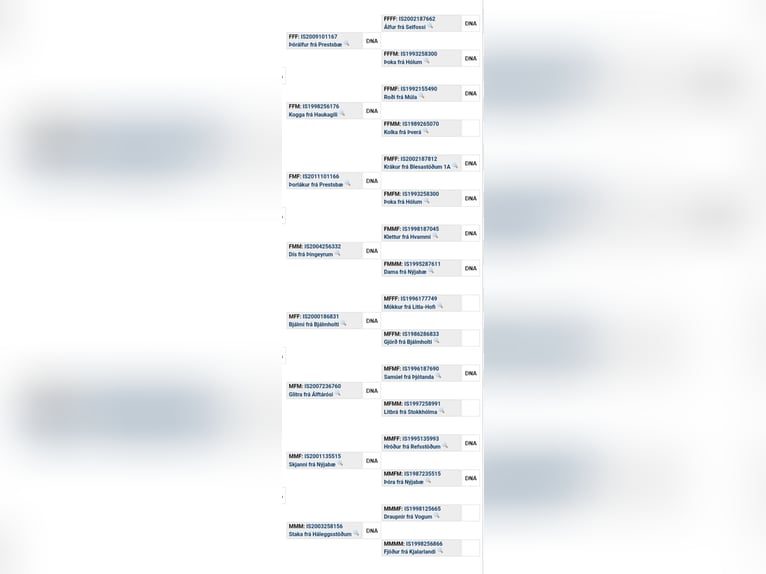 Icelandic Horse Stallion 2 years 13,2 hh Cremello in Saarland