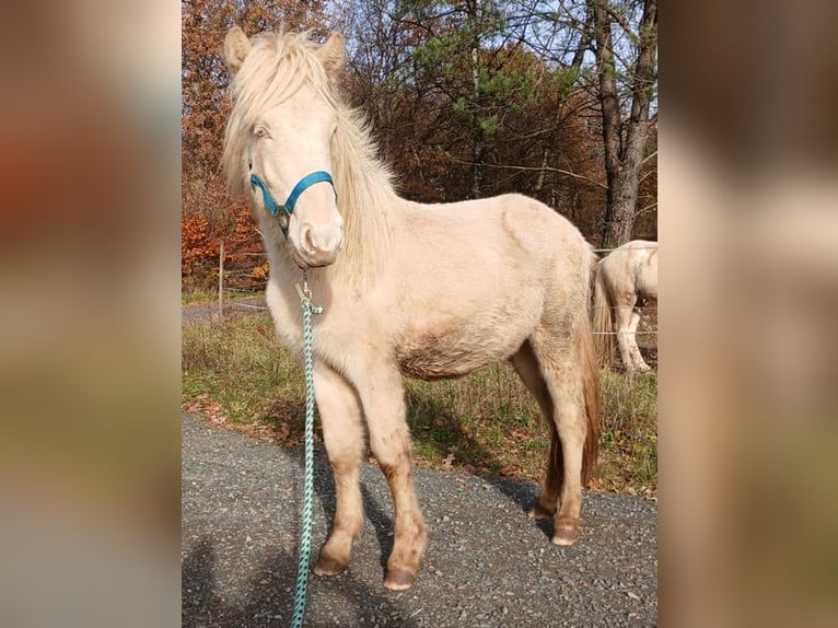 Icelandic Horse Stallion 2 years 13,2 hh Cremello in Saarland