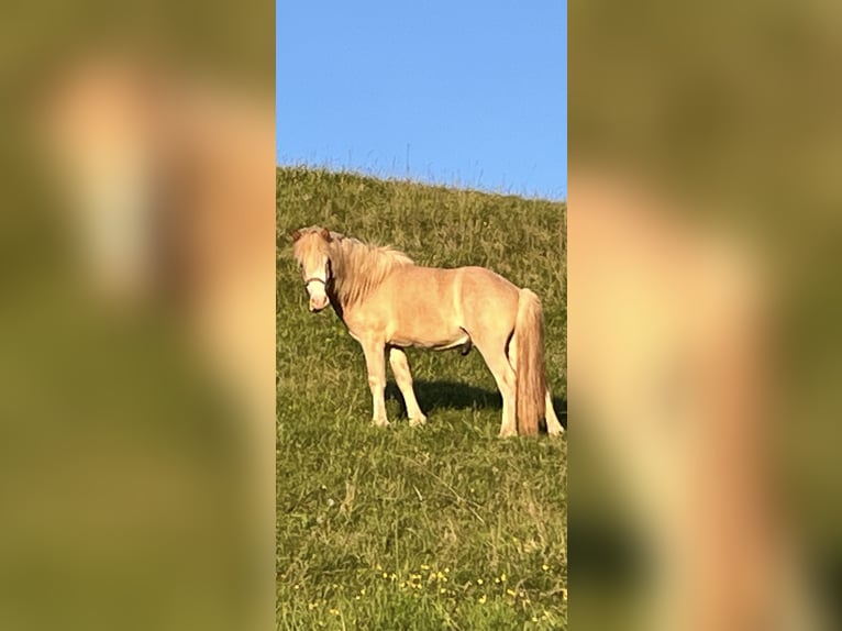 Icelandic Horse Stallion 2 years 13,2 hh Dun in Fleringen