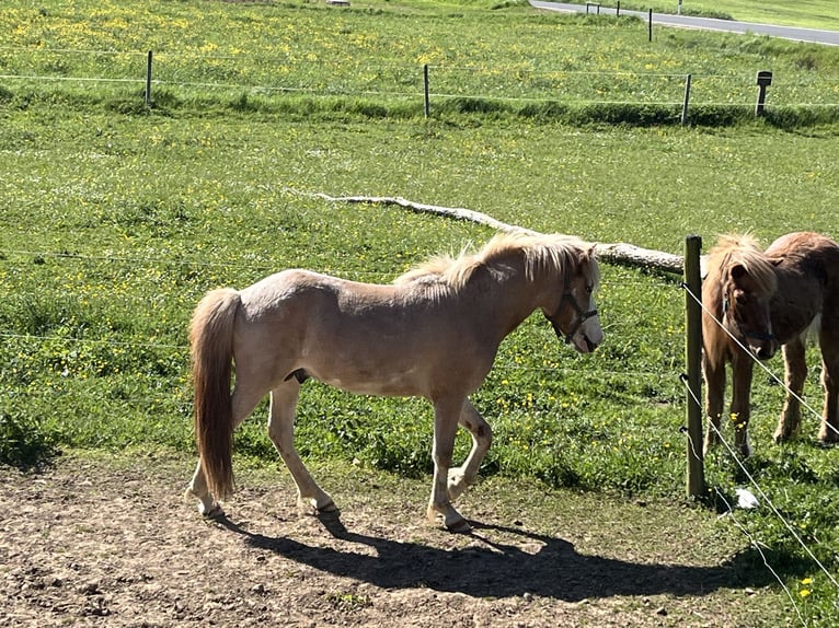 Icelandic Horse Stallion 2 years 13,2 hh Dun in Fleringen