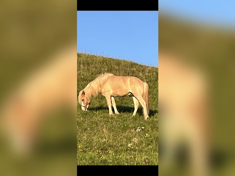 Icelandic Horse Stallion 2 years 13,2 hh Dun in Fleringen