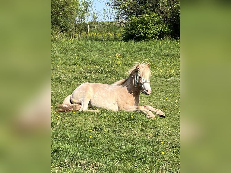 Icelandic Horse Stallion 2 years 13,2 hh Dun in Fleringen