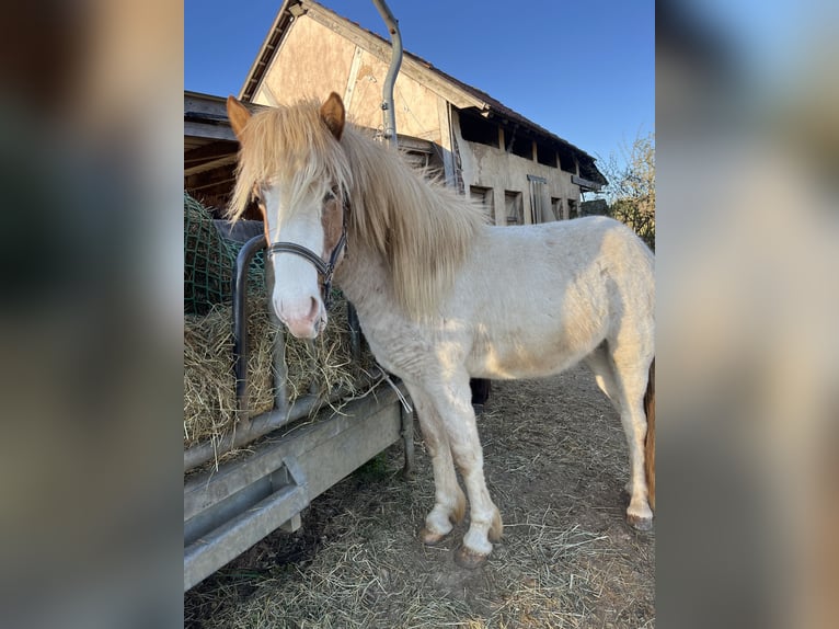 Icelandic Horse Stallion 2 years 13,2 hh Dun in Fleringen