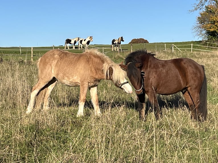 Icelandic Horse Stallion 2 years 13,2 hh Dun in Fleringen