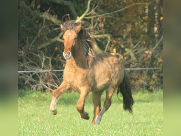 Icelandic Horse Stallion 2 years 13,2 hh Dun in Südlohn