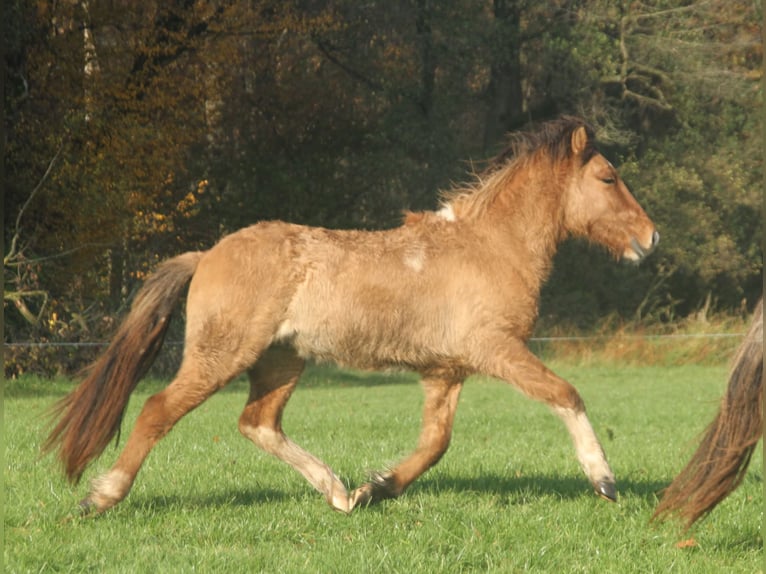 Icelandic Horse Stallion 2 years 13,2 hh Dun in Südlohn
