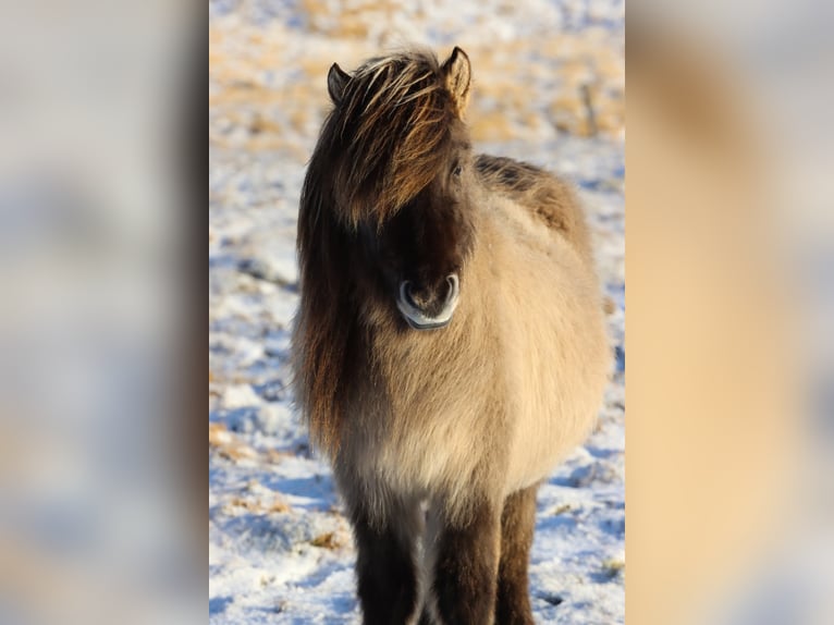Icelandic Horse Stallion 2 years 14.1 hh Dun in Fröstlberg