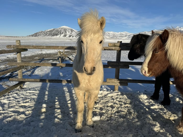 Icelandic Horse Stallion 2 years 14,1 hh Palomino in Borgarnesi