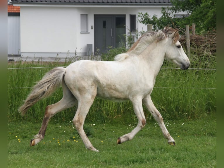 Icelandic Horse Stallion 2 years 14,1 hh Roan-Bay in Südlohn