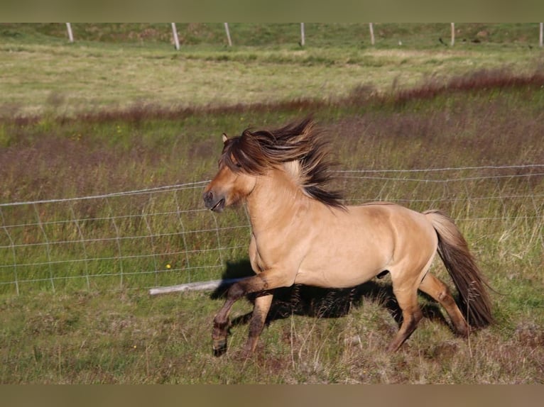 Icelandic Horse Stallion 2 years 14,1 hh Dun in Fröstlberg