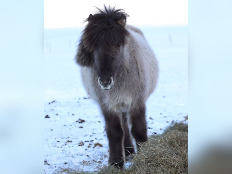 Icelandic Horse Stallion 2 years 14,1 hh Dun in Fröstlberg