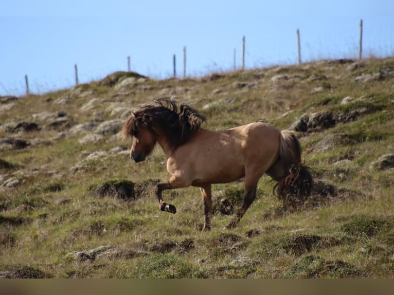 Icelandic Horse Stallion 2 years 14,1 hh Dun in Fröstlberg