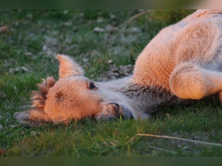 Icelandic Horse Stallion 2 years 14,1 hh Dun in Fröstlberg