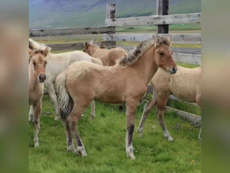 Icelandic Horse Stallion 2 years 14,1 hh Dun in Fröstlberg