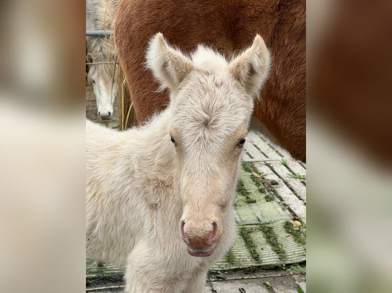 Icelandic Horse Mix Stallion 2 years 14,1 hh Palomino in Emsdetten