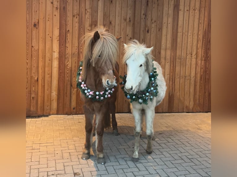 Icelandic Horse Mix Stallion 2 years 14,1 hh Palomino in Emsdetten