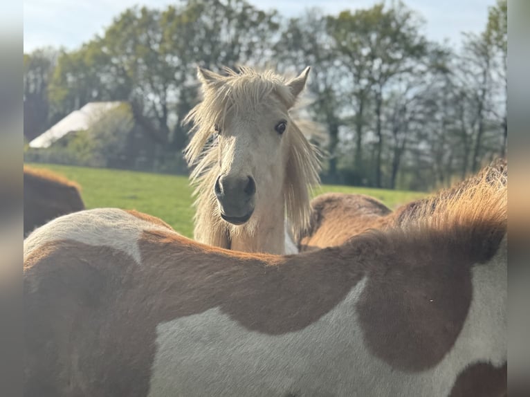 Icelandic Horse Mix Stallion 2 years 14,1 hh Palomino in Emsdetten