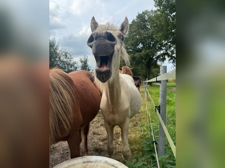 Icelandic Horse Mix Stallion 2 years 14,1 hh Palomino in Emsdetten