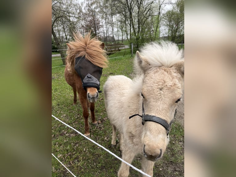 Icelandic Horse Mix Stallion 2 years 14,1 hh Palomino in Emsdetten
