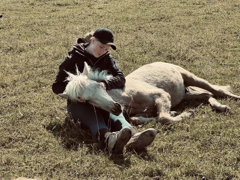 Icelandic Horse Mix Stallion 2 years 14,1 hh Palomino in Emsdetten