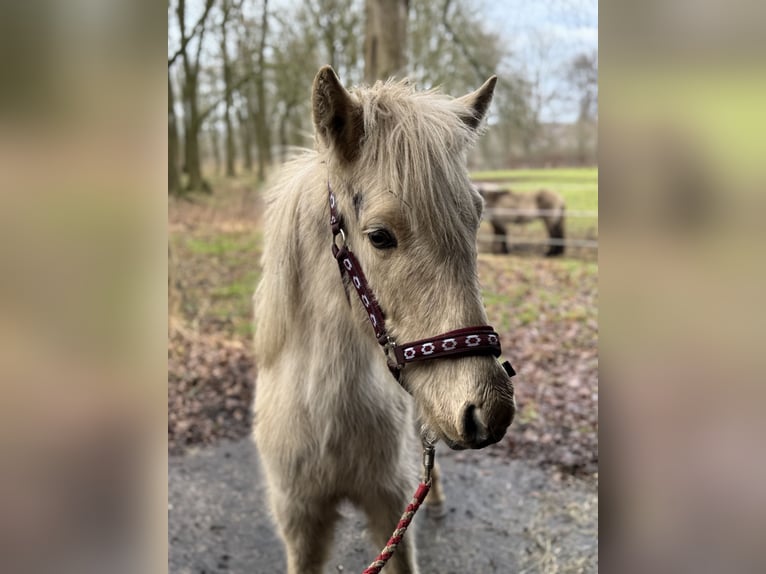 Icelandic Horse Mix Stallion 2 years 14,1 hh Palomino in Emsdetten