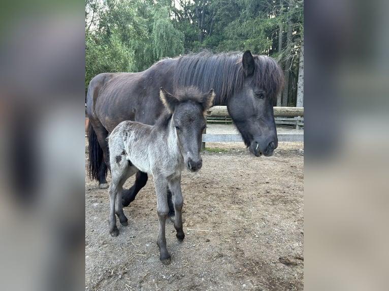 Icelandic Horse Stallion 2 years Black in Eggenfelden