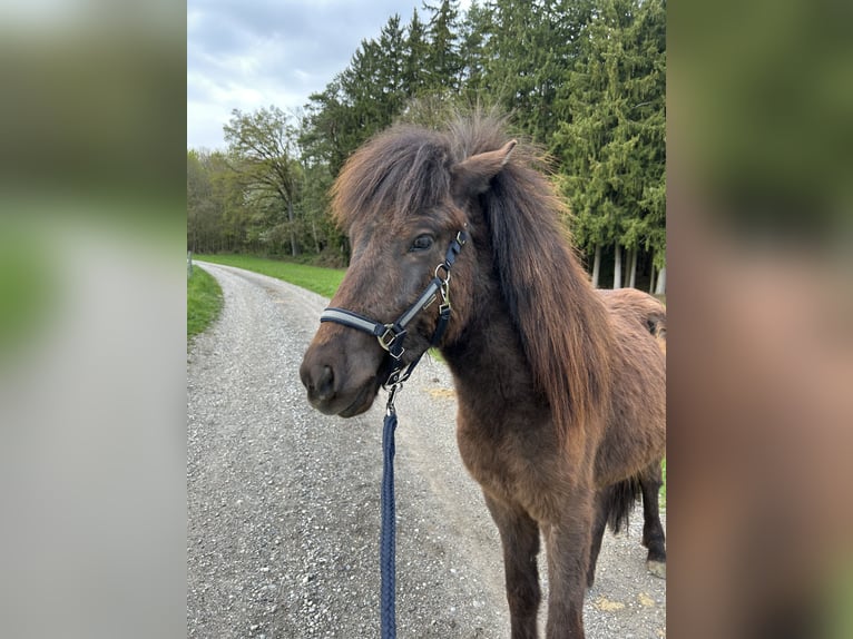 Icelandic Horse Stallion 2 years Black in Eggenfelden