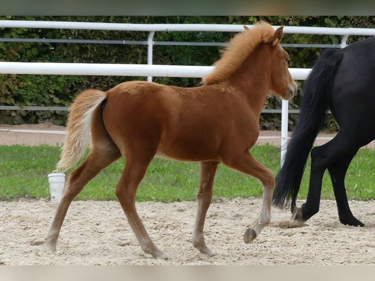 Icelandic Horse Stallion 2 years Chestnut-Red in Dreieich