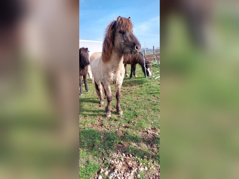 Icelandic Horse Stallion 2 years Dun in Wadern