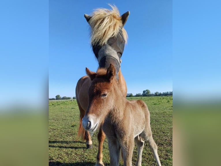 Icelandic Horse Stallion 2 years Grey-Dapple in Zehlendorf