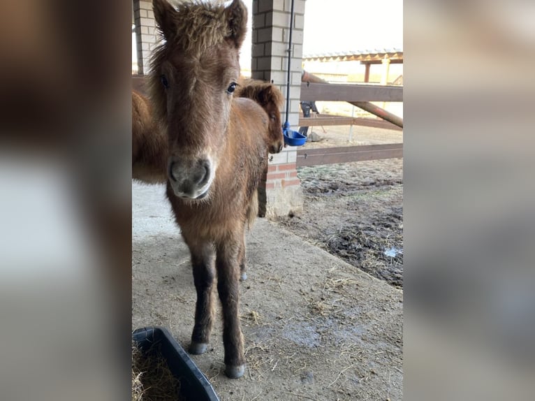 Icelandic Horse Stallion 2 years Grey-Dapple in Zehlendorf
