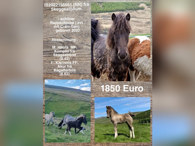 Icelandic Horse Stallion 2 years in Reykjavik