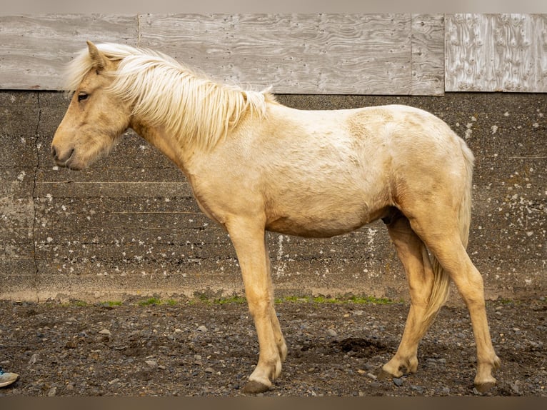 Icelandic Horse Stallion 2 years Palomino in Hvolsvöllur