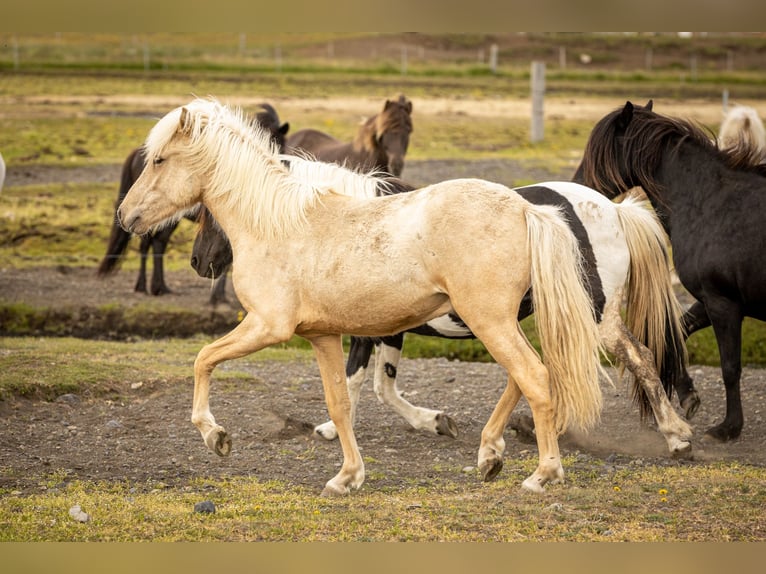 Icelandic Horse Stallion 2 years Palomino in Hvolsvöllur