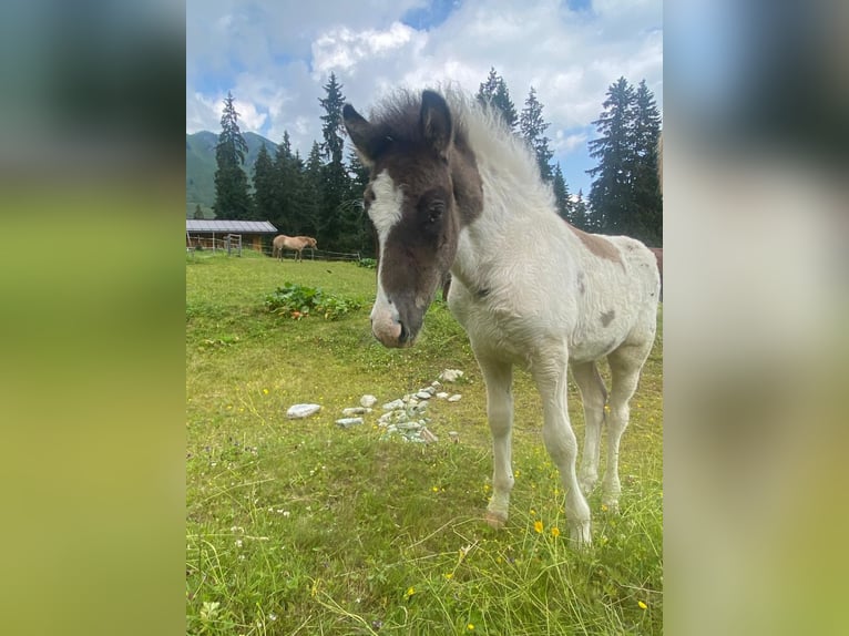 Icelandic Horse Stallion 2 years Pinto in Bad Hofgastein