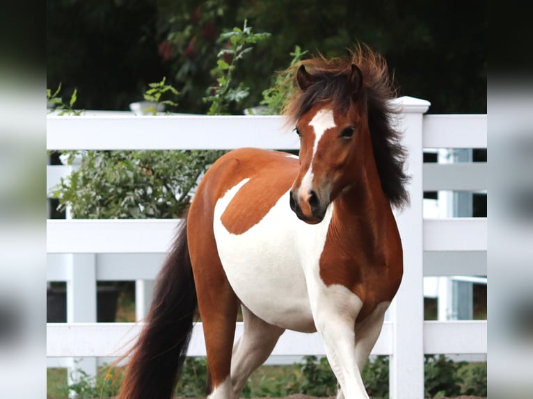 Icelandic Horse Stallion 2 years Pinto in Oberlangen