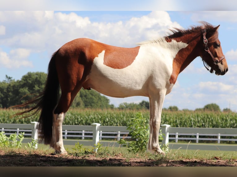 Icelandic Horse Stallion 2 years Pinto in Oberlangen