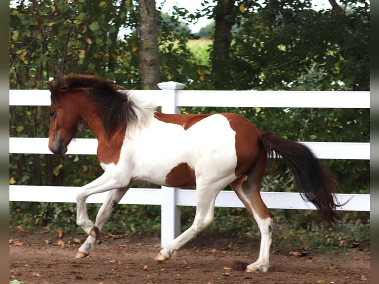 Icelandic Horse Stallion 2 years Pinto in Oberlangen