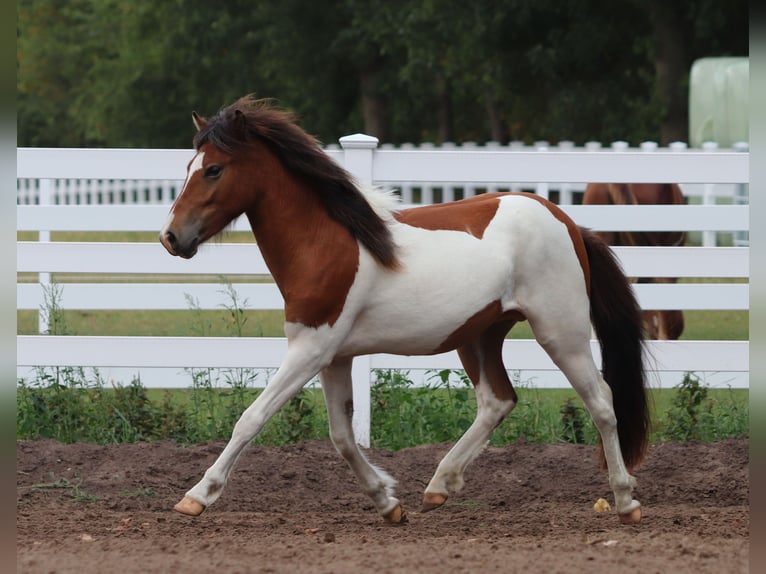 Icelandic Horse Stallion 2 years Pinto in Oberlangen