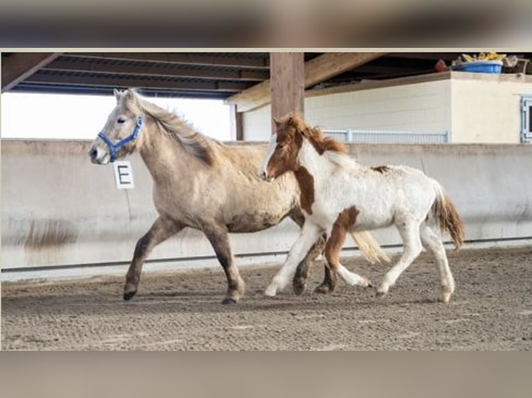 Icelandic Horse Stallion 2 years Pinto in Zweibrücken