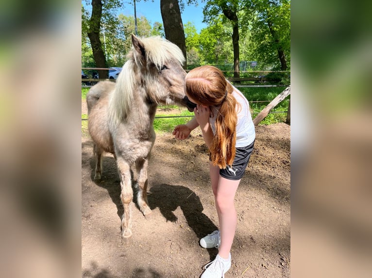 Icelandic Horse Mix Stallion 3 years 12.1 hh  in Neustadt am Rübenberge