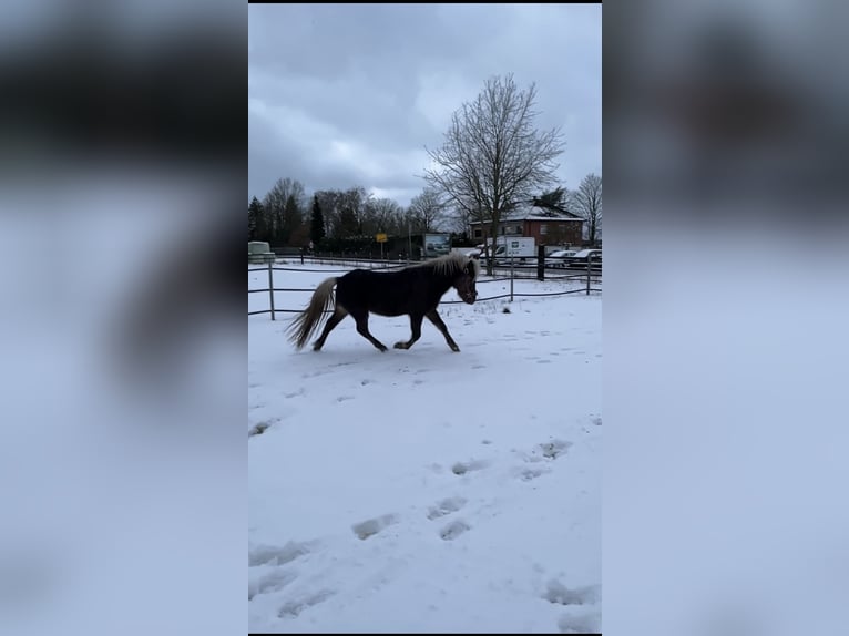 Icelandic Horse Mix Stallion 3 years 12.1 hh  in Neustadt am Rübenberge