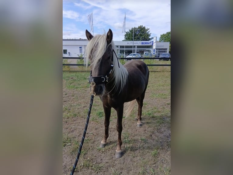 Icelandic Horse Mix Stallion 3 years 12.1 hh  in Neustadt am Rübenberge