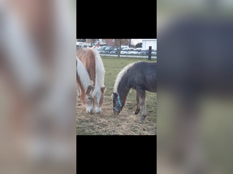 Icelandic Horse Mix Stallion 3 years 12.1 hh  in Neustadt am Rübenberge