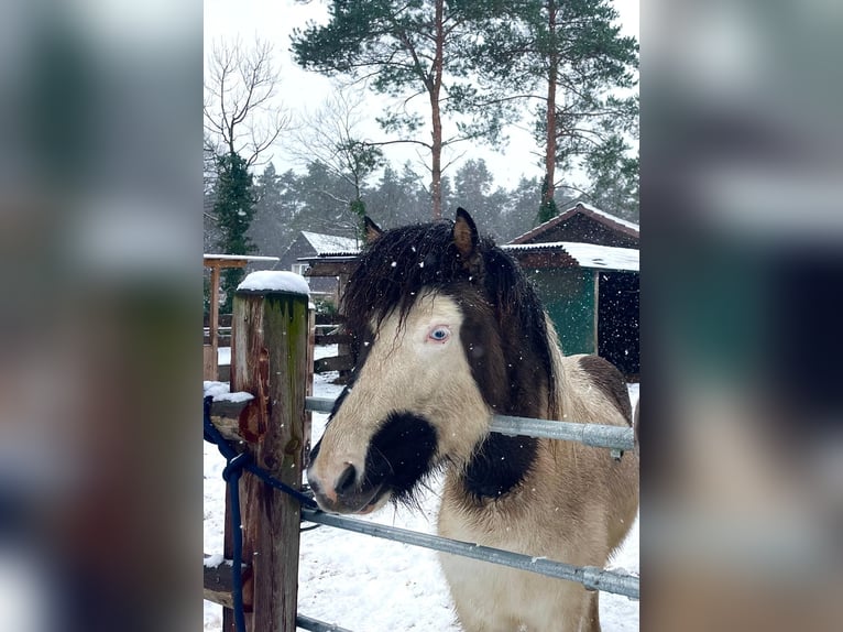 Icelandic Horse Stallion 3 years 12.3 hh Pinto in Burgdorf