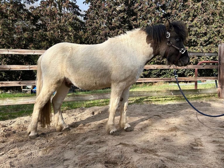 Icelandic Horse Stallion 3 years 12.3 hh Pinto in Burgdorf