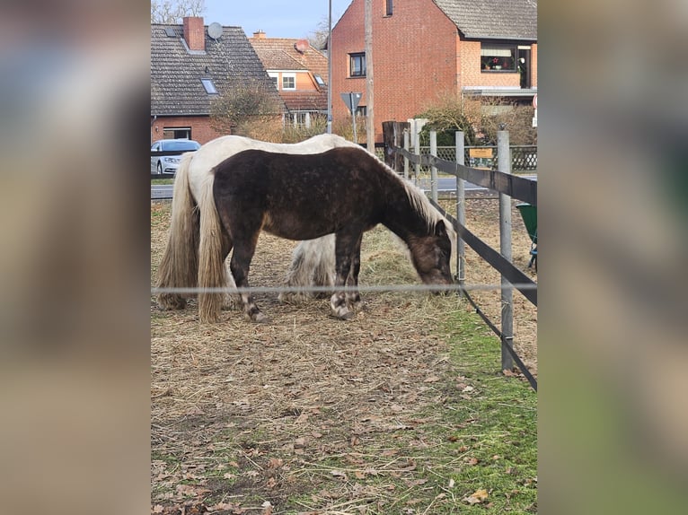 Icelandic Horse Mix Stallion 3 years 12,1 hh in Neustadt am Rübenberge