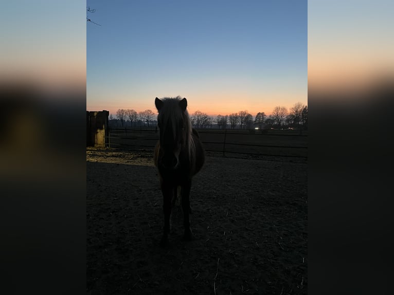 Icelandic Horse Mix Stallion 3 years 12,1 hh in Neustadt am Rübenberge