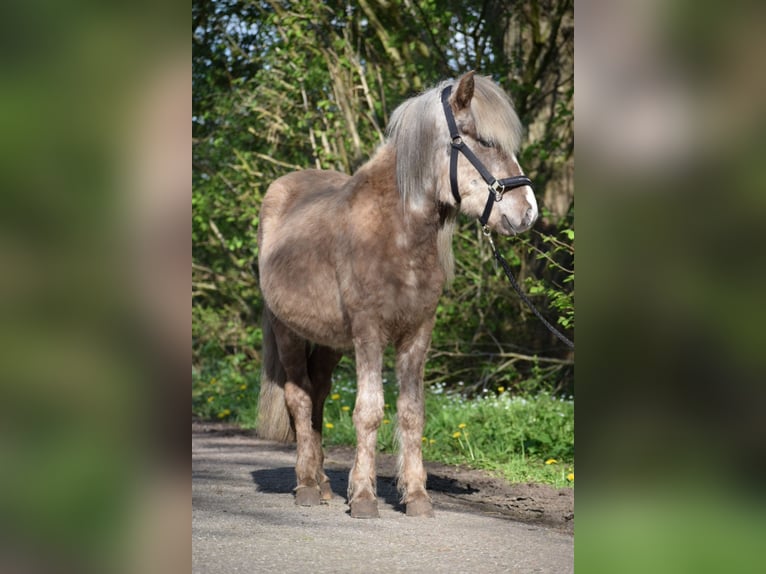 Icelandic Horse Stallion 3 years 13,1 hh in Blunk